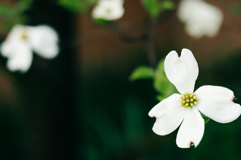 Pay tribute to the guardians of green waters and green mountains